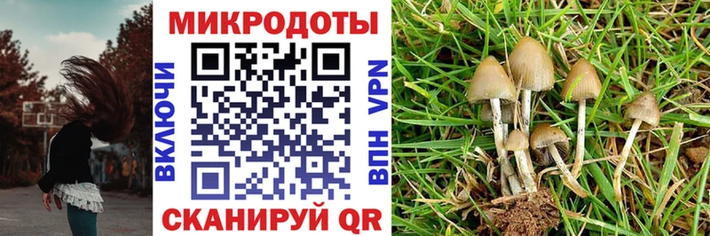 Псилоцибиновые грибы Psilocybine cubensis Омск